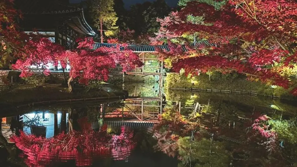 秋の夜間特別拝観〈ライトアップ〉【高台寺】