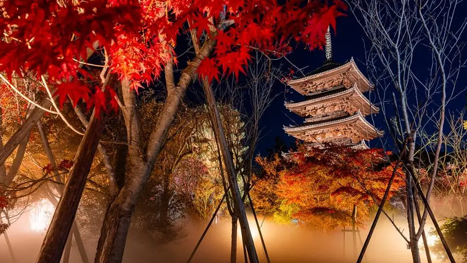 世界遺産仁和寺 紅葉雲海ライトアップ【夜間拝観】